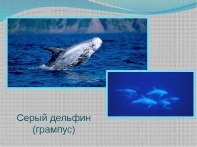 Серый дельфин (грампус)