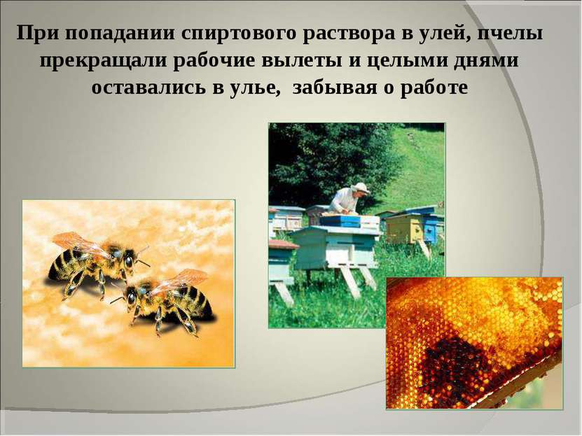 При попадании спиртового раствора в улей, пчелы прекращали рабочие вылеты и ц...