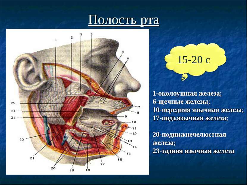 Полость рта 1-околоушная железа; 6-щечные железы; 10-передняя язычная железа;...