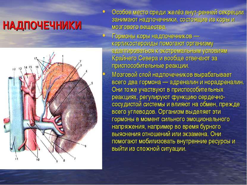 НАДПОЧЕЧНИКИ Особое место среди желёз внут ренней секреции занимают надпочечн...