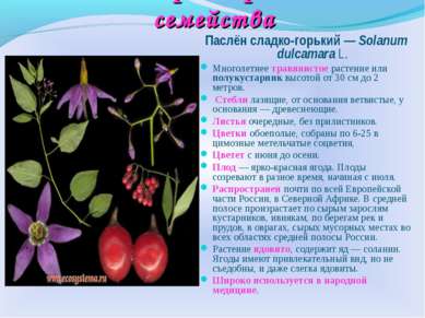 Многообразие растений семейства Паслён сладко-горький — Solanum dulcamara L. ...