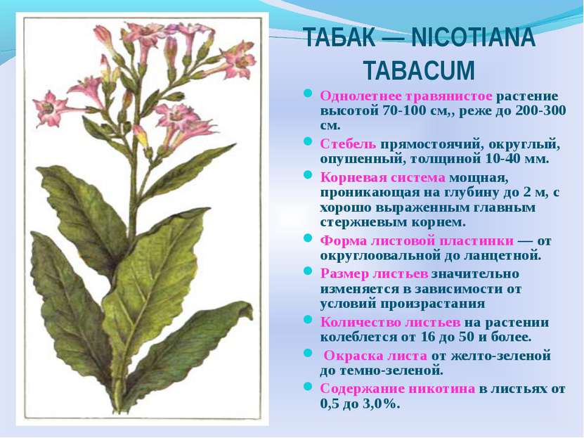 ТАБАК — NICOTIANA TABACUM Однолетнее травянистое растение высотой 70-100 см,,...