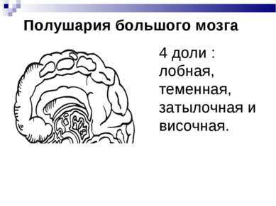 Полушария большого мозга 4 доли : лобная, теменная, затылочная и височная.