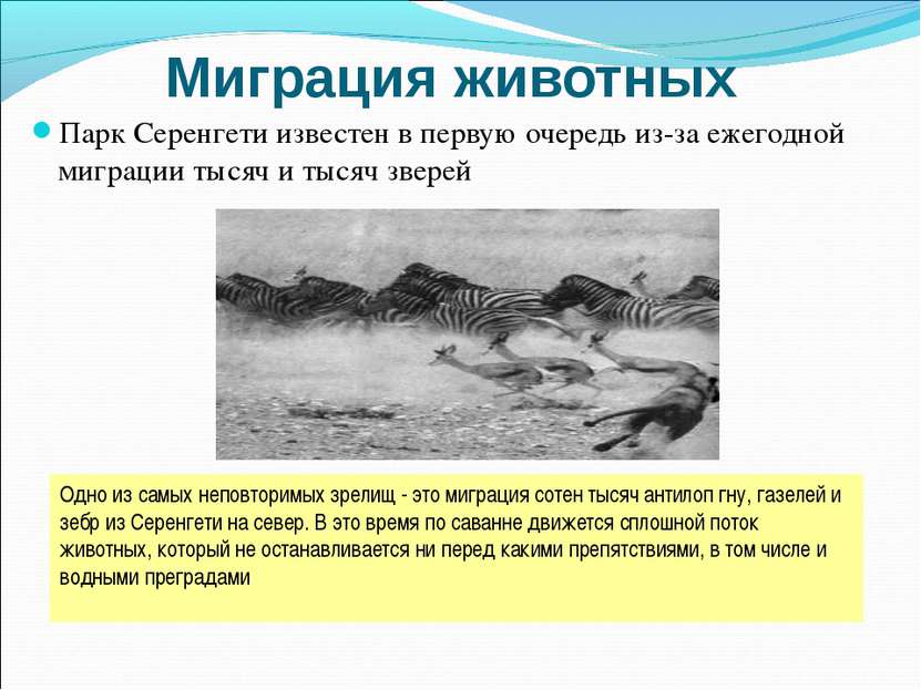 Миграция животных Парк Серенгети известен в первую очередь из-за ежегодной ми...