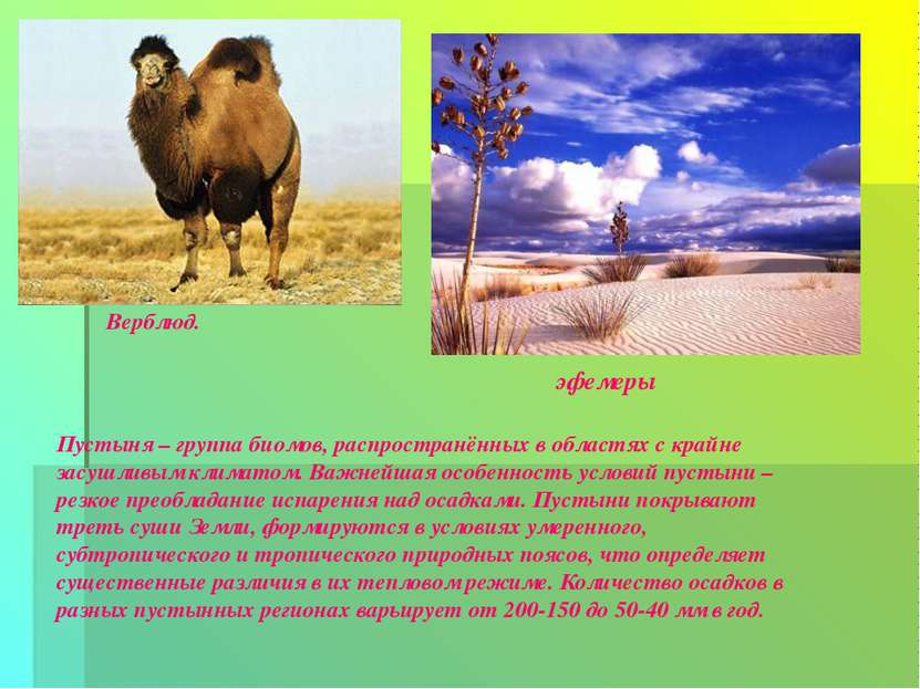 Верблюд. эфемеры Пустыня – группа биомов, распространённых в областях с крайн...