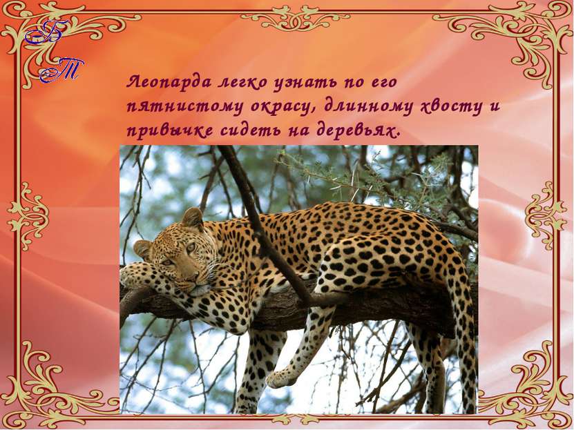 Леопарда легко узнать по его пятнистому окрасу, длинному хвосту и привычке си...