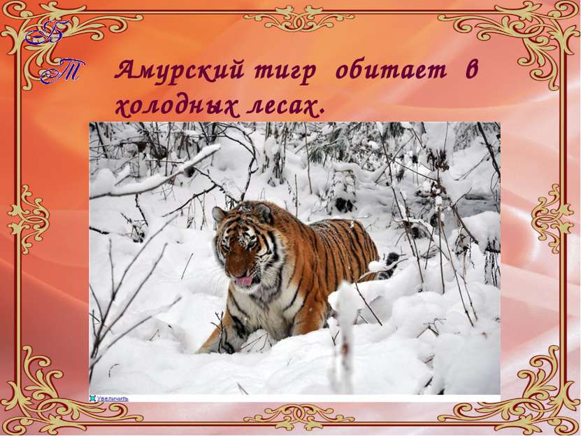 Амурский тигр обитает в холодных лесах.