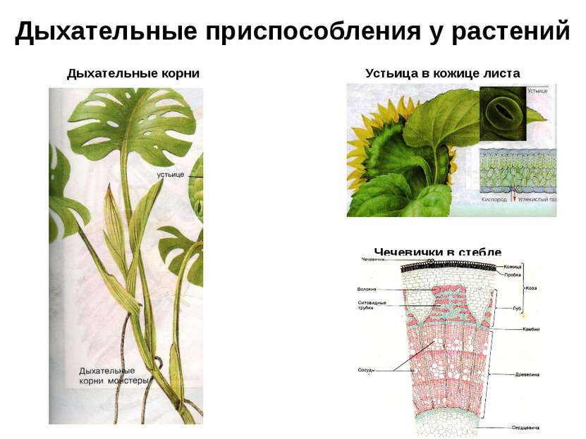 Дыхательные приспособления у растений Дыхательные корни Устьица в кожице лист...