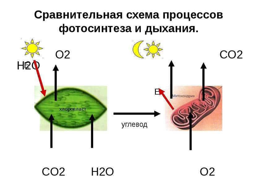 Сравнительная схема процессов фотосинтеза и дыхания. O2 CO2 H2O фотосинтез Е ...