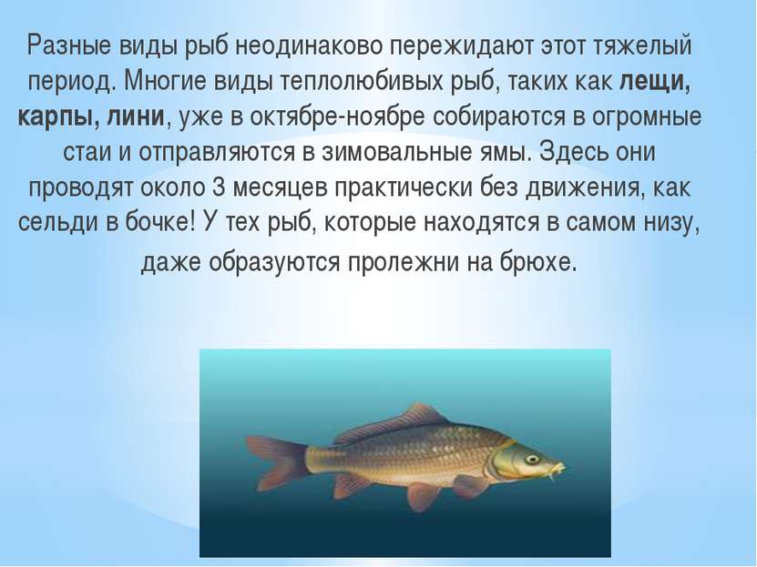 Разные виды рыб неодинаково пережидают этот тяжелый период. Многие виды тепло...