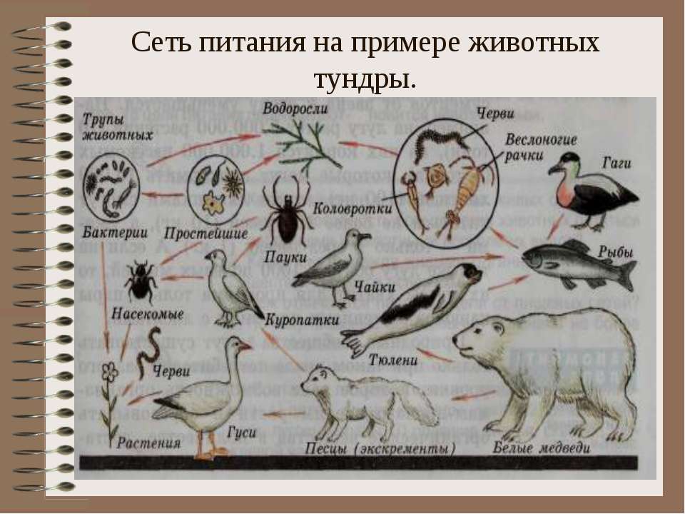 Птицы тундры фото и названия