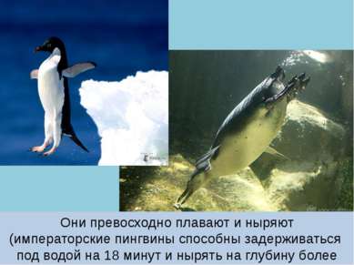 Они превосходно плавают и ныряют (императорские пингвины способны задерживать...