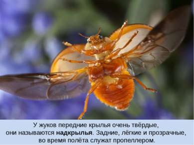 У жуков передние крылья очень твёрдые, они называются надкрылья. Задние, лёгк...