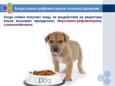 Когда собака получает пищу, ее воздействие на рецепторы языка вызывает врожде...