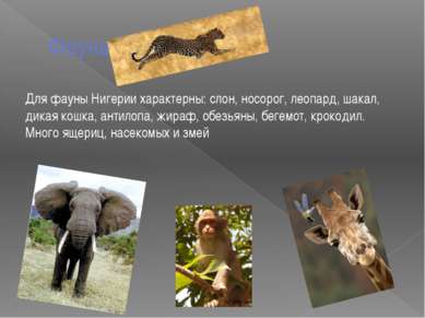Фауна Для фауны Нигерии характерны: слон, носорог, леопард, шакал, дикая кошк...