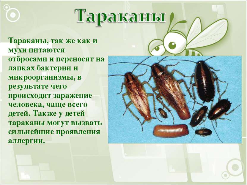 Тараканы, так же как и мухи питаются отбросами и переносят на лапках бактерии...