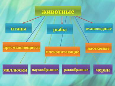 животные птицы земноводные моллюски паукообразные млекопитающие рыбы ракообра...