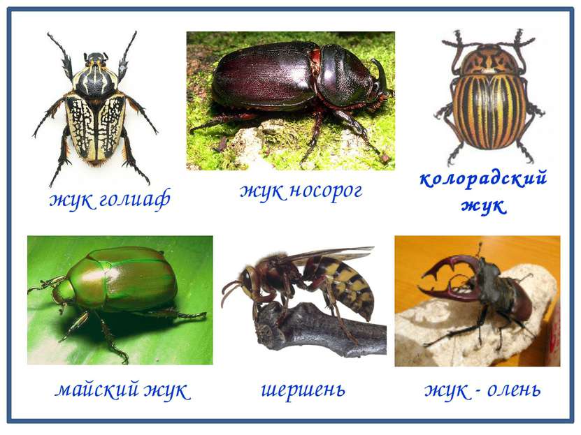 жук - олень майский жук шершень жук голиаф колорадский жук жук носорог