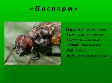 « П а с п о р т » Царство: животные Тип: членистоногие Класс: насекомые Отряд...