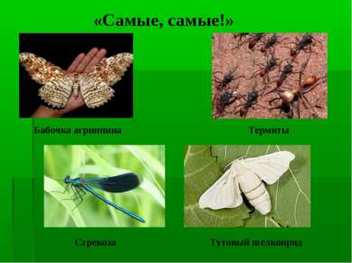 Термиты «Самые, самые!» Бабочка агриппина Стрекоза Тутовый шелкопряд