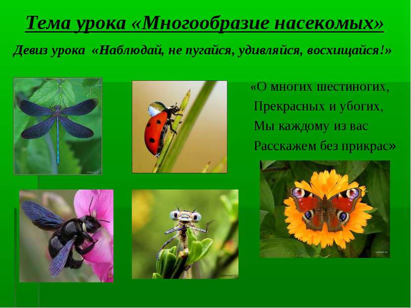 Тема урока «Многообразие насекомых» Девиз урока «Наблюдай, не пугайся, удивля...