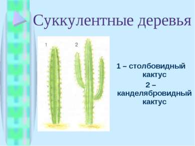 1 – столбовидный кактус 2 – канделябровидный кактус Суккулентные деревья