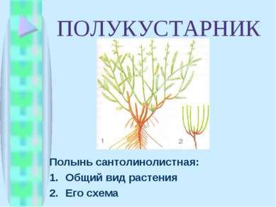 ПОЛУКУСТАРНИК Полынь сантолинолистная: Общий вид растения Его схема