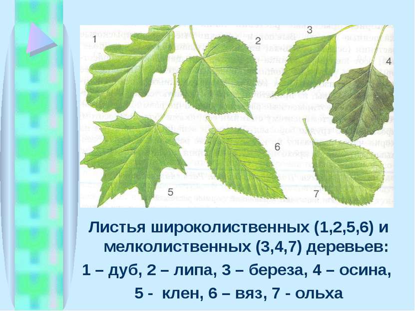 Листья широколиственных (1,2,5,6) и мелколиственных (3,4,7) деревьев: 1 – дуб...