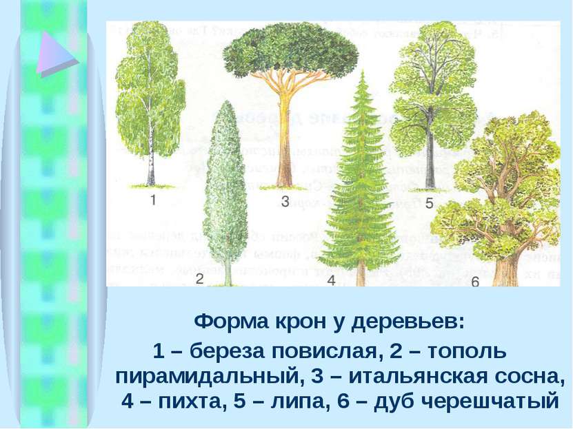 Форма крон у деревьев: 1 – береза повислая, 2 – тополь пирамидальный, 3 – ита...
