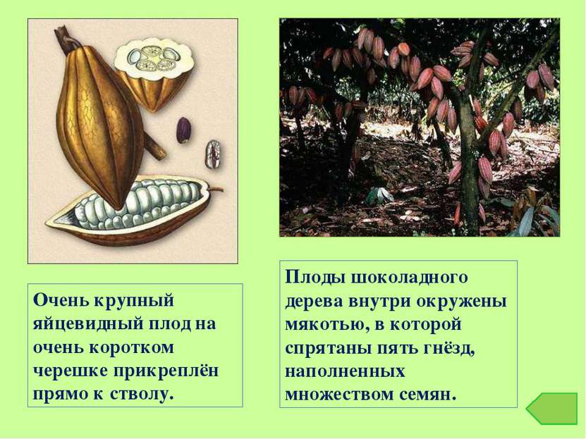 Плоды шоколадного дерева внутри окружены мякотью, в которой спрятаны пять гнё...