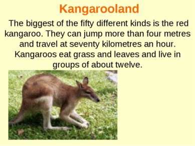 Kangarooland The biggest of the fifty different kinds is the red kangaroo. Th...