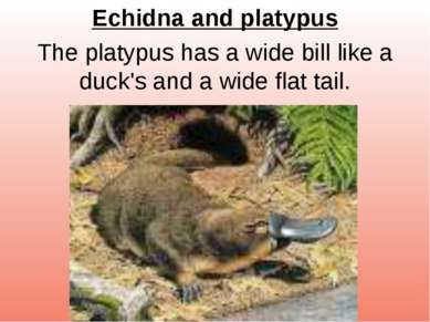Echidna and platypus The platypus has a wide bill like a duck's and a wide fl...