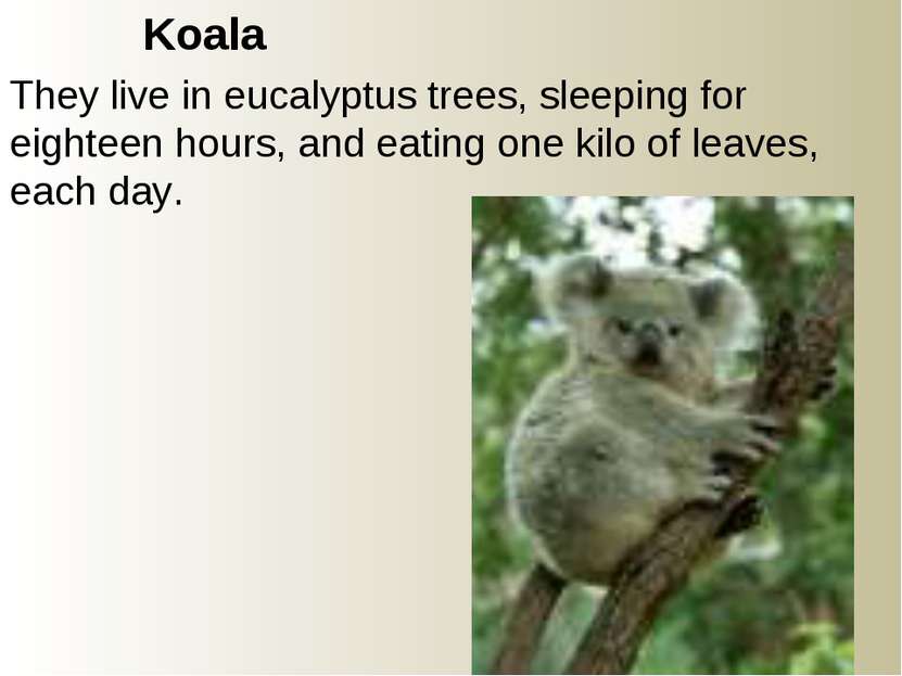 Koala They live in eucalyptus trees, sleeping for eighteen hours, and eating ...
