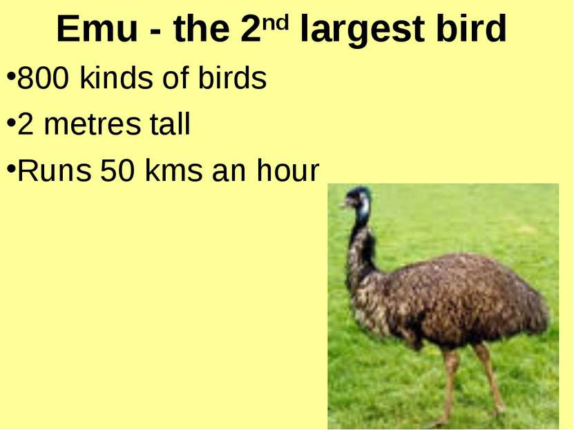 Emu - the 2nd largest bird 800 kinds of birds 2 metres tall Runs 50 kms an hour