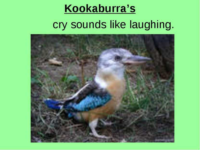 Kookaburra’s cry sounds like laughing.