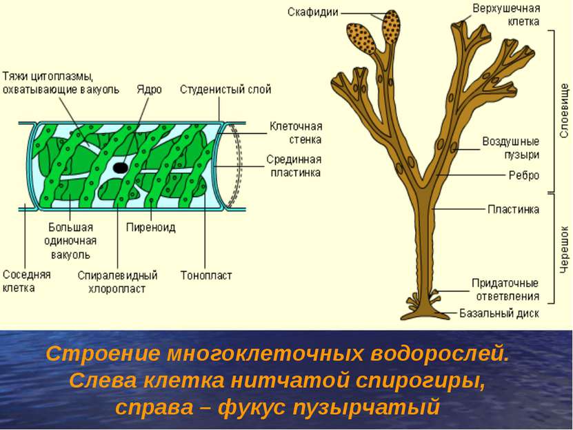 Строение многоклеточных водорослей. Слева клетка нитчатой спирогиры, справа –...