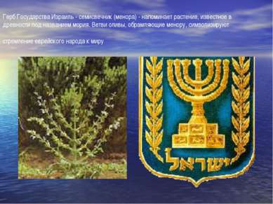 Герб Государства Израиль - семисвечник (менора) - напоминает растение, извест...