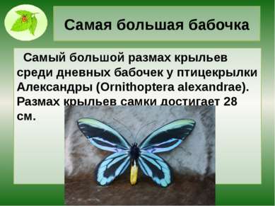Самая большая бабочка Самый большой размах крыльев среди дневных бабочек у пт...