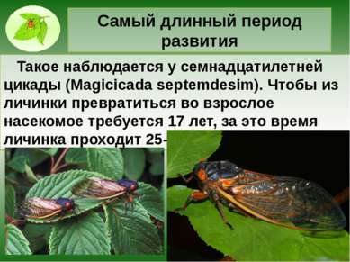 Самый длинный период развития Такое наблюдается у семнадцатилетней цикады (Ma...