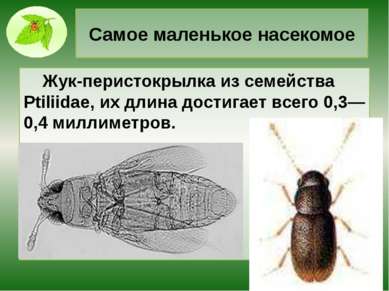 Самое маленькое насекомое Жук-перистокрылка из семейства Ptiliidae, их длина ...