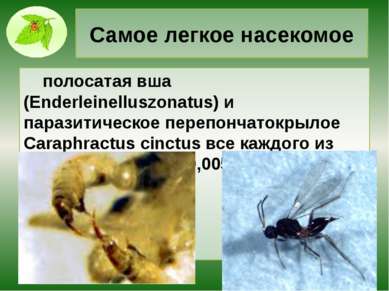 Самое легкое насекомое полосатая вша (Enderleinelluszonatus) и паразитическое...