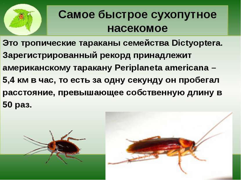 Самое быстрое сухопутное насекомое Это тропические тараканы семейства Dictyop...