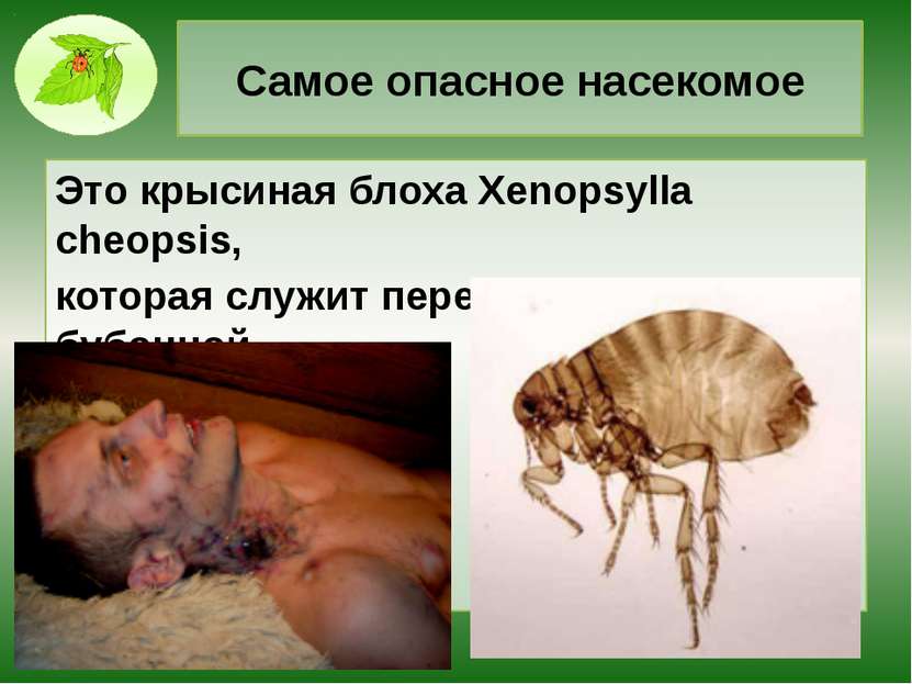 Самое опасное насекомое Это крысиная блоха Xenopsylla cheopsis, которая служи...