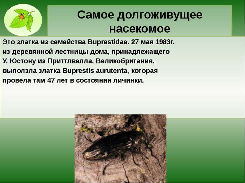 Самое долгоживущее насекомое Это златка из семейства Buprestidae. 27 мая 1983...