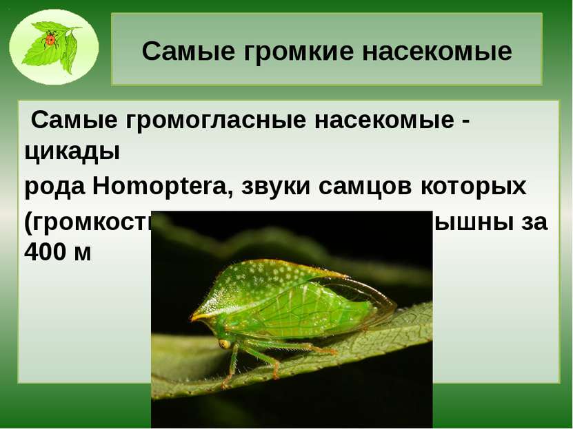Самые громкие насекомые Самые громогласные насекомые - цикады рода Homoptera,...