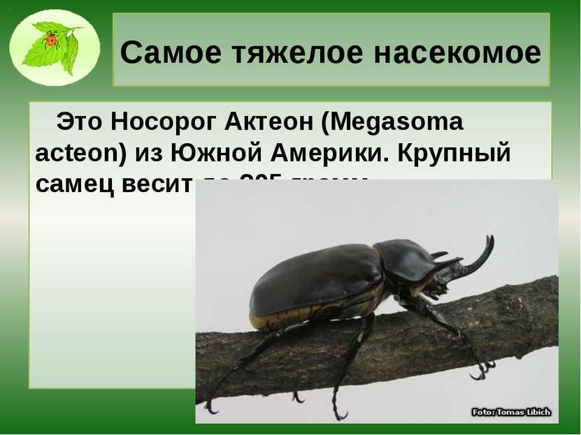Самое тяжелое насекомое Это Носорог Актеон (Megasoma acteon) из Южной Америки...
