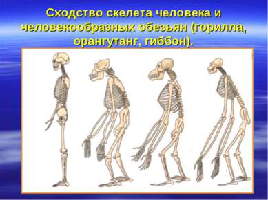 Сходство скелета человека и человекообразных обезьян (горилла, орангутанг, ги...