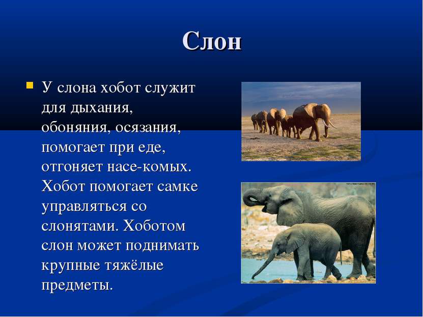Слон У слона хобот служит для дыхания, обоняния, осязания, помогает при еде, ...