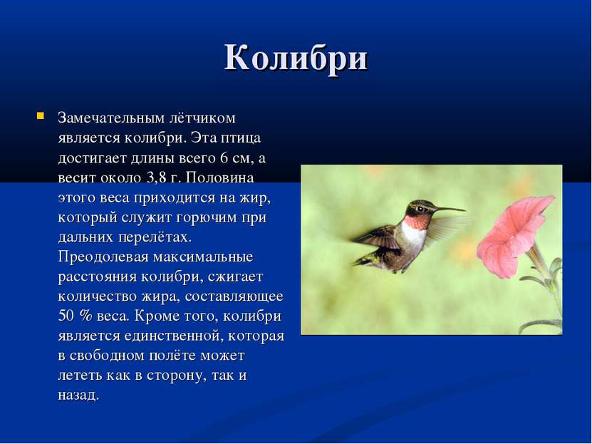 Колибри Замечательным лётчиком является колибри. Эта птица достигает длины вс...