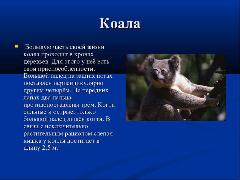 Коала Большую часть своей жизни коала проводит в кронах деревьев. Для этого у...